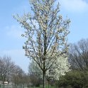 Pyrus calleyriana 'Chanticleer'